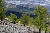 On the GR20 on the way back from Lake Nino: Beeches hung on the slope facing the huge Laricio pine forest, Corsica, France