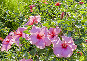 Hibiscus rosa-sinensis 'The President'