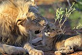 Lion (Panthera leo), male and cub, four months Tswalu Game Reserve, Kalahari Desert, South Africa, Africa