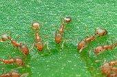 Pharaoh Ants (Monomorium pharaonis) feasting around a drop of honey on green leaf, piling on top of each others forming oval shape ring around a drop honey.