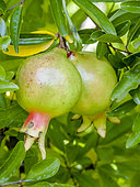 Punica granatum