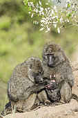 Doguera baboon (Papio hamadryas anubis), female grooming a newborn, Masai-Mara Reserve, Kenya