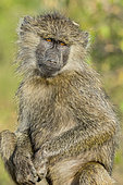 Anubis Baboon (Papio hamadryas anubis), young, Masai-Mara Reserve, Kenya