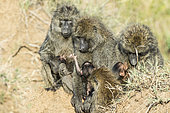 Doguera baboon (Papio hamadryas anubis), female grooming a newborn, Masai-Mara Reserve, Kenya