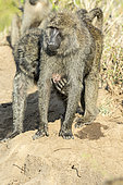 Anubis baboon (Papio hamadryas anubis), female carrying her newborn baby caressed by a male, Masai-Mara Reserve, Kenya