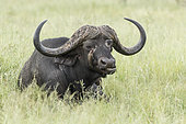 African Buffalo (Syncerus caffer), male groomed by a Red-billed Oxpeckers (Buphagus erythrorhynchus), Sabi Sand Private Game Reserve, South Africa