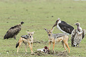 Jackal (Canis mesomelas), watching the area while eating a Thomson gazelle, Masai-Mara Reserve, Kenya
