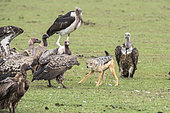 Jackal (Canis mesomelas), hunting vultures from their prey, Masai-Mara Reserve, Kenya