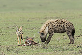 Jackal Chained (Canis mesomelas), waiting for the Spotted Hyena (Crocuta crocuta) to finish eating the Thomson's Gazelle they killed, Masai-Mara Reserve, Kenya