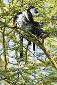 Guereza (Colobus guereza), male in yellow fever acacia (Acacia xanthophloea), Lake Naivasha, Kenya