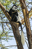 Guereza (Colobus guereza), male in yellow fever acacia (Acacia xanthophloea), Lake Naivasha, Kenya