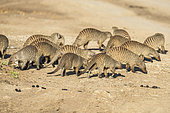 Banded mongoose (Mungos mungos), troop moving for food, Masai-Mara Reserve, Kenya