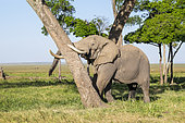 African Elephant (Loxodonta africana), male with Argos beacon in Musiara swamps, Masai-Mara National Reserve, Kenya