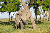 African Elephant (Loxodonta africana), male with Argos beacon rubbing against a trunk in Musiara swamps, Masai-Mara National Reserve, Kenya