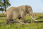 African Elephant (Loxodonta africana), male with Argos beacon in Musiara swamps, Masai-Mara National Reserve, Kenya