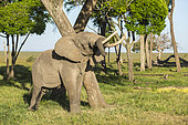 African Elephant (Loxodonta africana), male with Argos beacon in Musiara swamps, Masai-Mara National Reserve, Kenya
