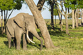 African Elephant (Loxodonta africana), male with Argos beacon in Musiara swamps, Masai-Mara National Reserve, Kenya
