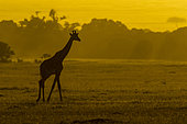 Girafe masai (Giraffa camelopardalis tippelskirchi), se déplaçant au coucher du soleil, Réserve nationale du Masai-Mara, Kenya