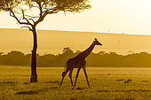 Masai Giraffe (Giraffa camelopardalis tippelskirchi), moving at sunset, Masai-Mara National Reserve, Kenya