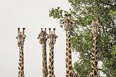 Girafe masai (Giraffa cameleopardalis tippelskirchi), portrait de groupe sous la pluie, Réserve nationale du Masai-Mara, Kenya