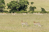 Cheetah (Acinonyx jubatus), female and her young peering Thomson's gazelles, Masai-Mara National Reserve, Kenya