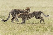 Cheetah (Acinonyx jubatus), hunting a young Thomson's Gazelle (Gazella thomsonii), Masai-Mara National Reserve, Kenya