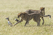 Cheetah (Acinonyx jubatus), hunting a young Thomson's Gazelle (Gazella thomsonii), Masai-Mara National Reserve, Kenya