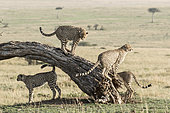 Cheetah (Acinonyx jubatus), an association of 5 males marking their territory, Masai-Mara National Reserve, Kenya