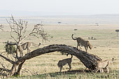 Cheetah (Acinonyx jubatus), an association of 5 males marking their territory, Masai-Mara National Reserve, Kenya