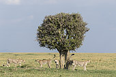 Cheetah (Acinonyx jubatus), an association of 5 males marking their territory, Masai-Mara National Reserve, Kenya