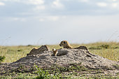 Cheetah (Acinonyx jubatus), and young Jackals (Canis mesomelas) emerging from their burrow looking at them, Masai-Mara National Reserve, Kenya