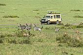 Cheetah (Acinonyx jubatus), an association of 5 hunting males in front of tourists, Masai-Mara National Reserve, Kenya