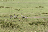 Cheetah (Acinonyx jubatus), an association of 5 hunting males, Masai-Mara National Reserve, Kenya