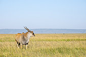 Eland (Taurotragus oryx), male, Masai Mara Reserve, Kenya