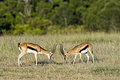 Thomson's Gazelle (Gazella Thomsonii), Male Fight, Masai-Mara Reserve, Kenya