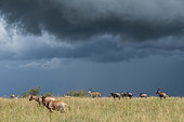 Topi (Damaliscus lunatus) in savanna, Masai Mara National Reserve, Kenya