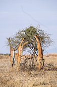 Waller's Gazelle (Litocranius walleri), rear-legged eating group, Samburu Reserve, North Kenya