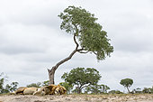 Lion (Panthera leo), mâle au repos près du point d'eau, réserve privée de Sabi Sands, Afrique du Sud
