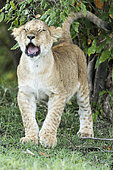 Lion (Panthera leo), yawning cub, Masai-Mara Reserve, Kenya