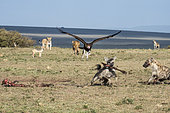 Hyenas (Crocuta crocuta) scavenging on a carcass and surrounded by Black backed jackals (Canis mesomelas), Lionesses (Panthera leo) and a Lappet-faced vulture (Torgos tracheliotos), Masai-Mara Game Reserve, Kenya