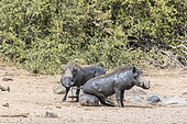Warthog (Phacochoerus aethiopicus), rubbing himself after a mud bath, Sabi Sands Private Reserve, South Africa