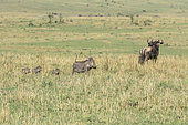 Eastern wildebeest (Connochaetes taurinus albojubatus) and Warthog (Phaecochoerus aethiopicus) female and her young looking at cheetah males, Masai-Mara Reserve, Kenya