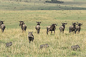 Eastern wildebeest (Connochaetes taurinus albojubatus) and Warthog (Phaecochoerus aethiopicus) female and her young looking at cheetah males, Masai-Mara Reserve, Kenya