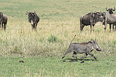 Eastern wildebeest (Connochaetes taurinus albojubatus and Warthog (Phaecochoerus aethiopicus) female fleeing in front of cheetahs, Masai-Mara Reserve, Kenya