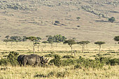 Black Rhinoceros (Diceros bicornis) in the savanna, Masai-Mara Reserve, Kenya