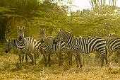 Grant's Zebra (Equus burchelli granti), group in the Acacias, Soysambu Conservation Area, Kenya