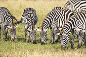 Grant's Zebras (Equus burchelli granti), group eating, Masai-Mara National Reserve, Kenya