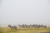 Grant's Zebras (Equus burchelli granti), group under the rain, Masai-Mara National Reserve, Kenya