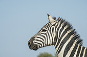 Grant's Zebra (Equus burchelli granti), portrait, Masai-Mara National Reserve, Kenya