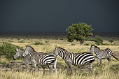 Grant's Zebras (Equus burchelli granti), group and thunderstorm, Masai-Mara National Reserve, Kenya